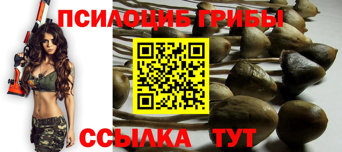 Галлюциногенные грибы Psilocybe Холмск